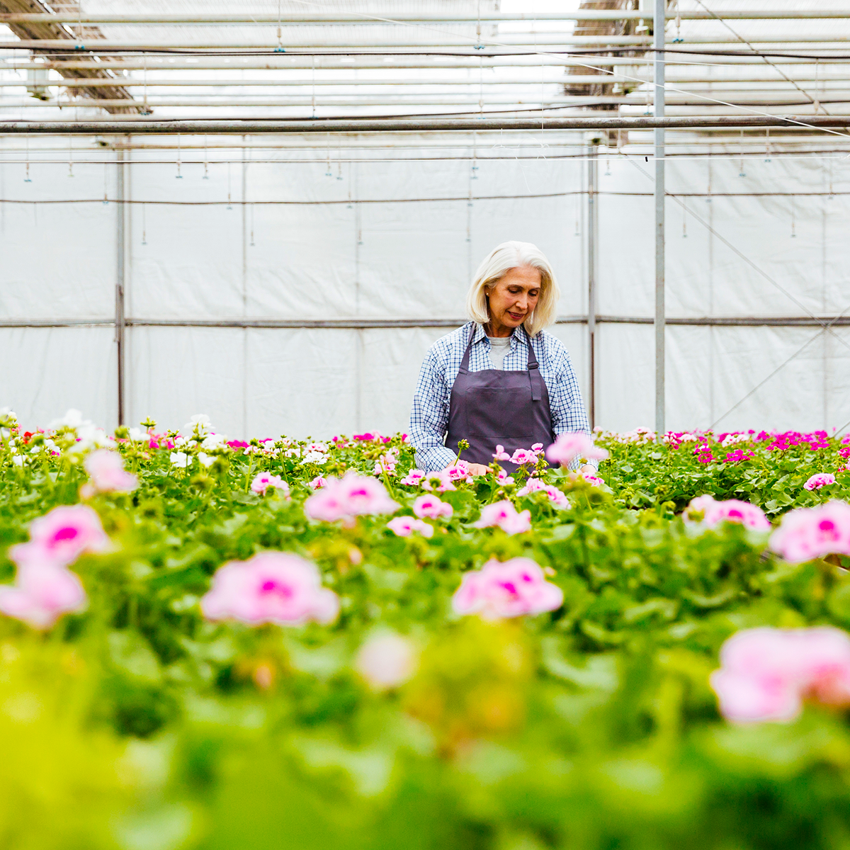 Pro-Vida greenhouse horticulture
