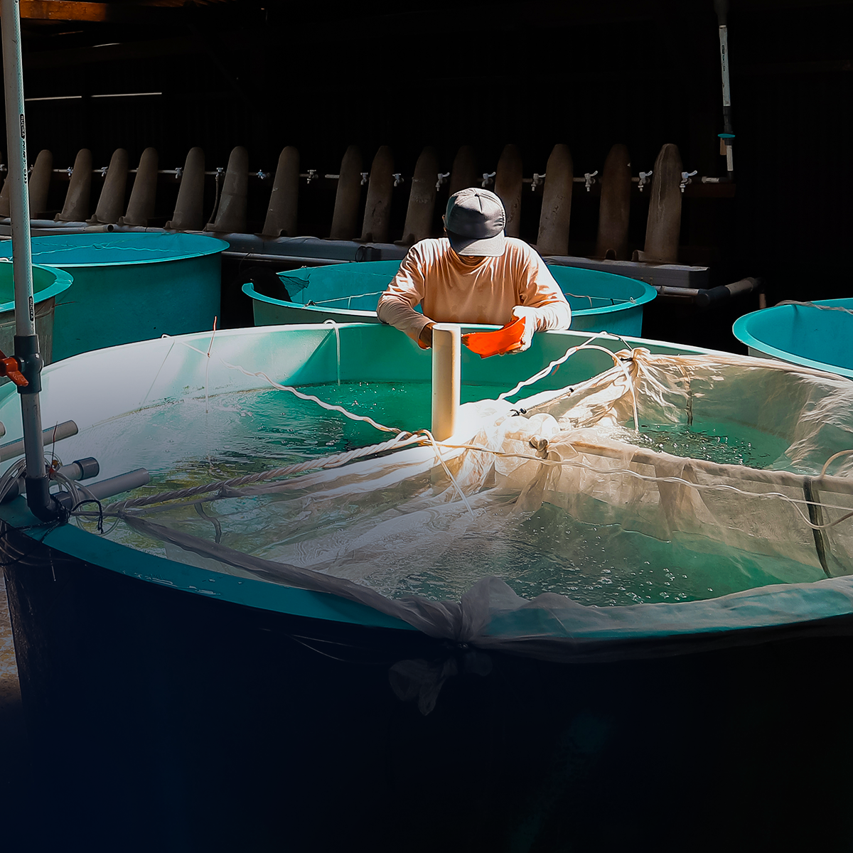Pro-Vida aquaculture