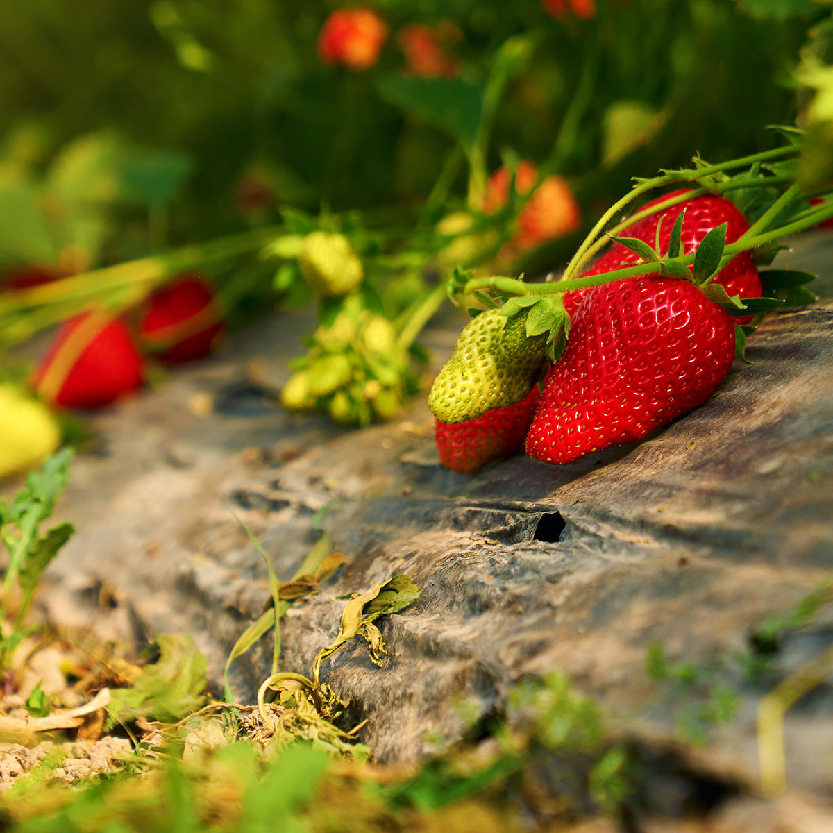 Pro-Vida food industry